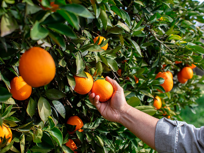 Naranjas cosechadas en el árbol